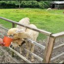 화신목장 이미지