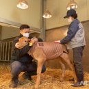 한우사육사 이미지