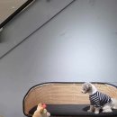 퍼독 애견호텔 이미지