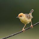 금빛머리 개개비사촌 [Golden-headed cisticola (Cisticola exilis)] 이미지