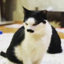 고양이 쉼터 이미지