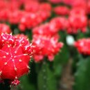 선인장 - 담양군 담장로 548 | 선인장