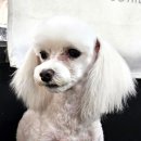 멍멍닷컴 이미지