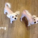 까까몽 애견미용실 이미지