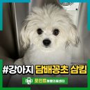 건강기호품 | 강아지 담배꽁초 먹음 삼킴 사고, 위험천만한 니코틴 중독 후기