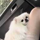 쁘띠댕댕 이미지