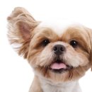 안성동물의료센터 이미지