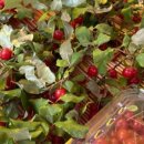 농가맛집 채림의정원 이미지