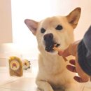 재화애견수제간식 | 강아지 수제간식, 맛과 즐거움 모두 담아주는 기호성 최고 재화애견수제간식 추천
