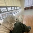 다녀오개습니다 이미지