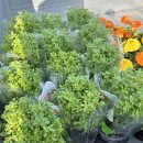 한일농약사 이미지