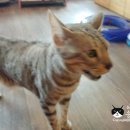 고양이호텔 우다다 네이버블로그
