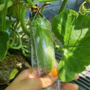 하은이네 농장 이미지