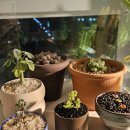 명원농장 | 식물 GET... 핑크 글로보섬, 세듐 브레비폴리움, 아데니아 글라우카, 리톱스, 옵튜사 | 사바나농장 다녀옴