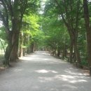 예덕농장(1) | [부안 내변산 산행] 내소사.보리수나무.노간주나무.생강나무.조릿대.예덕나무.직소폭포~#사랑이네농장