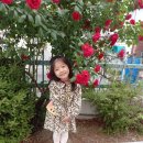 장미미소약국 이미지