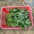 신촌농장 이미지