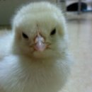 꼬꼬네농장 이미지