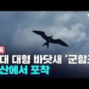 군함조 Lesser Frigatebird 524 ( 사진없음 ) 이미지