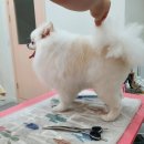 투숑펫살롱 이미지