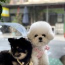 미미까까 이미지