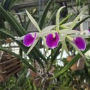 Brassocattleya Katherine H. Chatham 'Suckers' 이미지