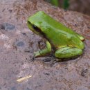 강정천(해군기지) 이미지