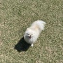 오로라애견 | 양주 은하수캠핑장 애견 캠퍼들의 성지 캠핑장 후기