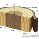 심재와 변재 이미지