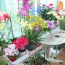 장미찻집 이미지