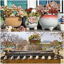 경기도 양평 세미원/두물머리물레길 (&#39;25.10.29) 이미지