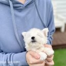 화이트 켄넬 이미지