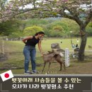 대동사 | 나라 사슴공원 가는법 먹이 입장료 벚꽃명소로 딱!