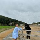 미현목장 이미지