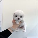 퍼피빈 | 수원애견분양 퍼피에몽 최적의 환경