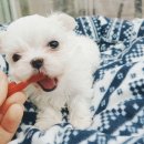 홈브리딩 이미지