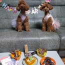 강아지 생일파티 하루니 그리 나리 생일축하해