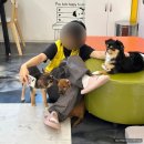 이웅종 반려동물 힐링센터 | [경기도 반려동물 입양센터] 수원 유기견 보호소 오후 봉사 후기 🐶
