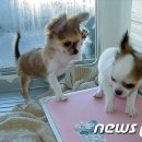 하룻강아지 이미지