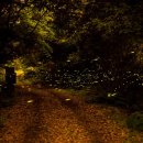 제주작은별 이미지