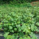 경주코튼빌리지 이미지