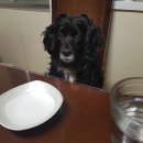 워킹페코 이미지