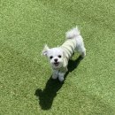 댕스파크 이미지