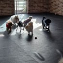 데이, 멍 | 창원애견유치원 멍데이유치원 다녀온 후기