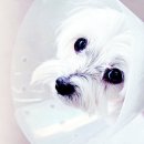 헬릭스동물심장수술센터 이미지