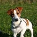 로얄 동물 이미지