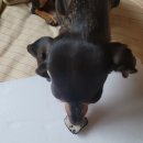 제주바개트 이미지