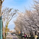 광주 천변길3 | 광주천변 벚꽃길 실시간 개화상황 3월 28일 지금 출발해 광주 벚꽃 명소