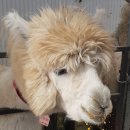 럭키농장 이미지