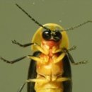 반딧불이 이미지